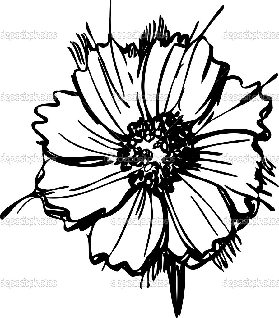 897x1024 Flower Pencil Drawings Daisy Flower Drawing Step By Step Daisy