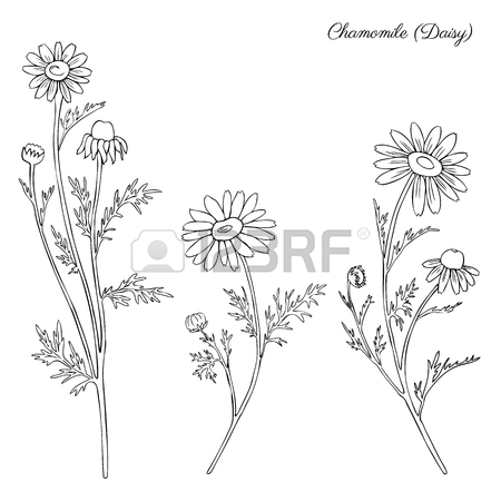 450x450 Chamomile Wild Field Flower Isolated On Yellow Background