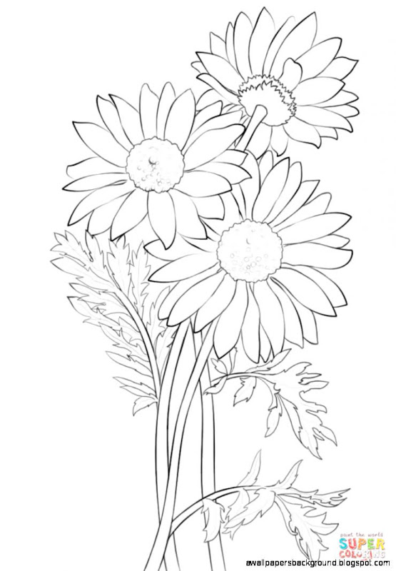 555x800 Daisy Drawings With Color Wallpapers Background