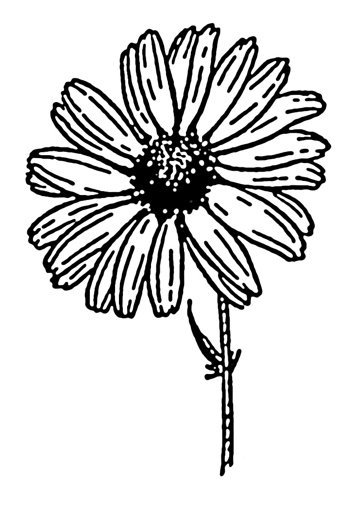 725x1067 Filedaisy (Psf).png
