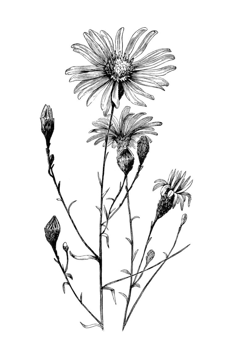 Daisy Drawing Images at GetDrawings | Free download