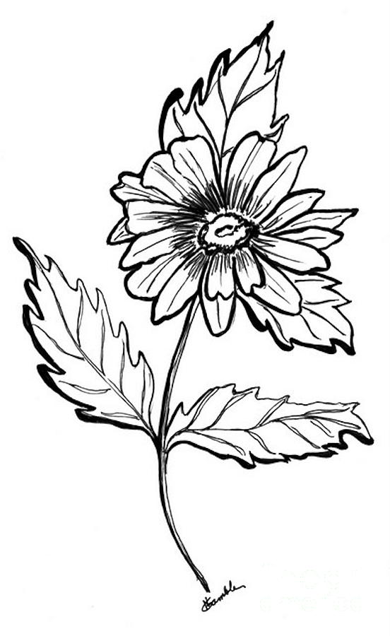 552x900 Daisy Drawing By Nancy Rucker