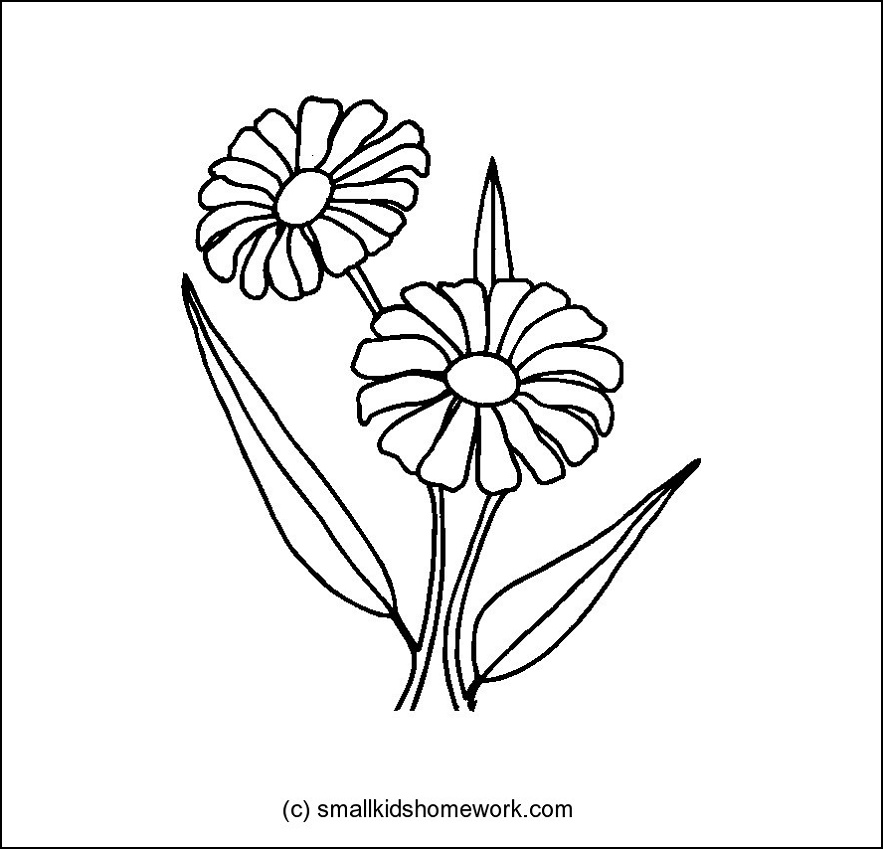 883x849 Daisy Flower Outline And Coloring Picture With Interesting Facts