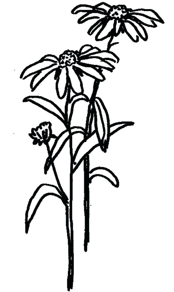 600x1004 Flower Garden Outline Financeintl.club