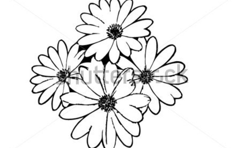 800x491 Black Daisy Flower Outline Gardening Flower And Vegetables