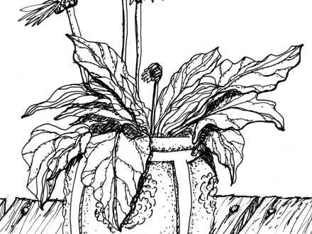 440x330 Plant Drawing Tumblr, Plant Sketches