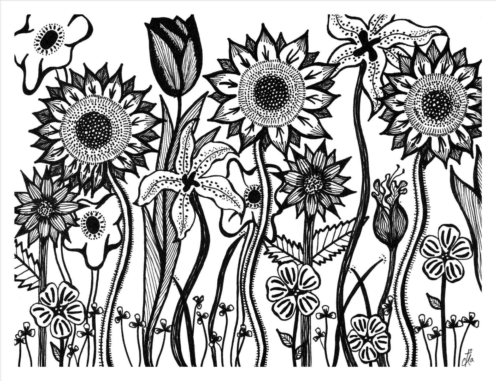 1900x1461 Sunflower Pencil Drawing Tumblr
