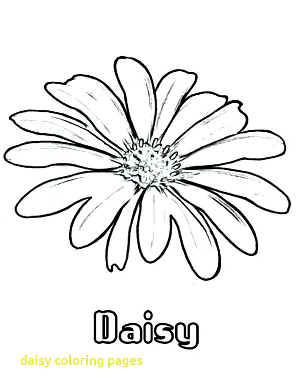 600x776 Daisy Coloring Pages With Daisy Flower Coloring Page For Kids