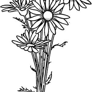 300x300 Daisy Flower Drawing Coloring Page Daisy Flower Drawing Coloring