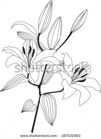 342x470 Drawn Daisy Posy Flower