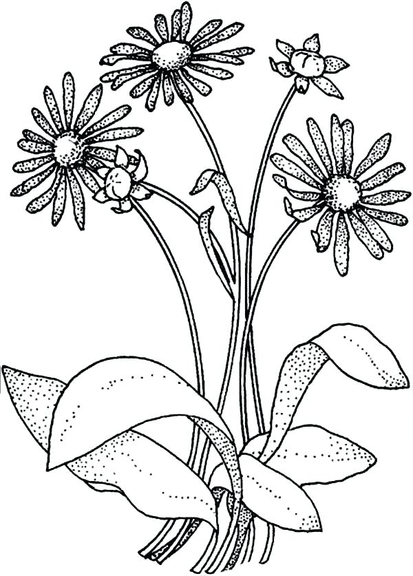 600x837 Here Are Daisy Coloring Pages Images Daisy Flower For Flower