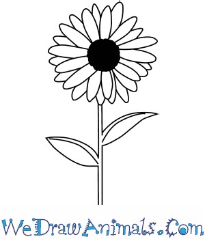 300x350 How To Draw A Daisy Flower Flowers