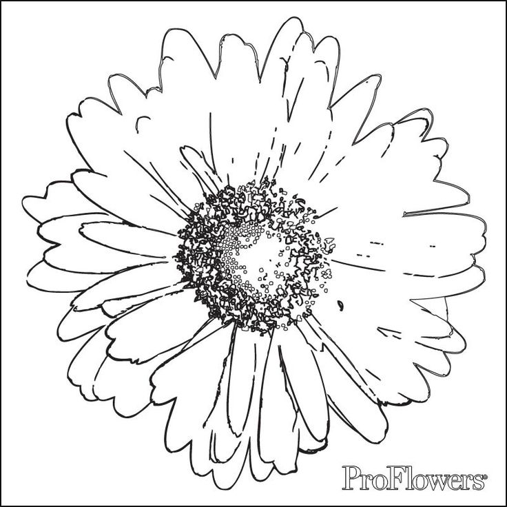 736x736 The Best Daisy Flower Drawing Ideas On How To Draw