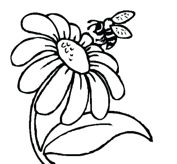 600x558 Daisy Flower Coloring Pages Synthesis.site