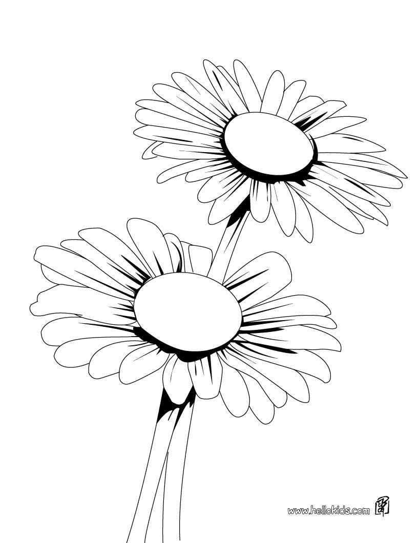 Daisy Flower Drawing at GetDrawings | Free download