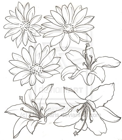 Daisy Flowers Drawing