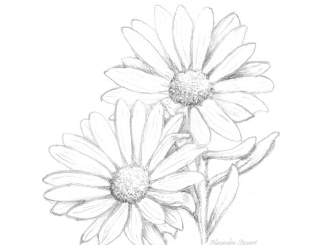 640x480 Daisy Flowers Drawings Drawn Daisy Pen