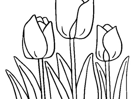 440x330 Drawings Flowers Tulips Coloring Pages Butterfly With Flowers