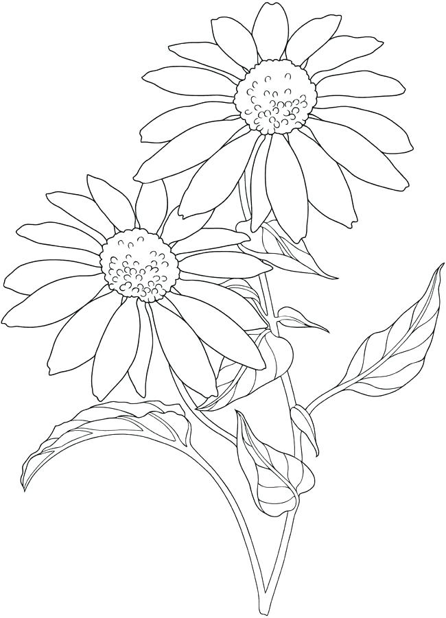 650x901 Flower Garden Outline Daisy Flower Coloring Page Garden Ice Rink
