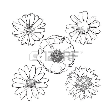 450x450 Seamless Pattern Of Top View Wild And Garden Flowers, Sketch