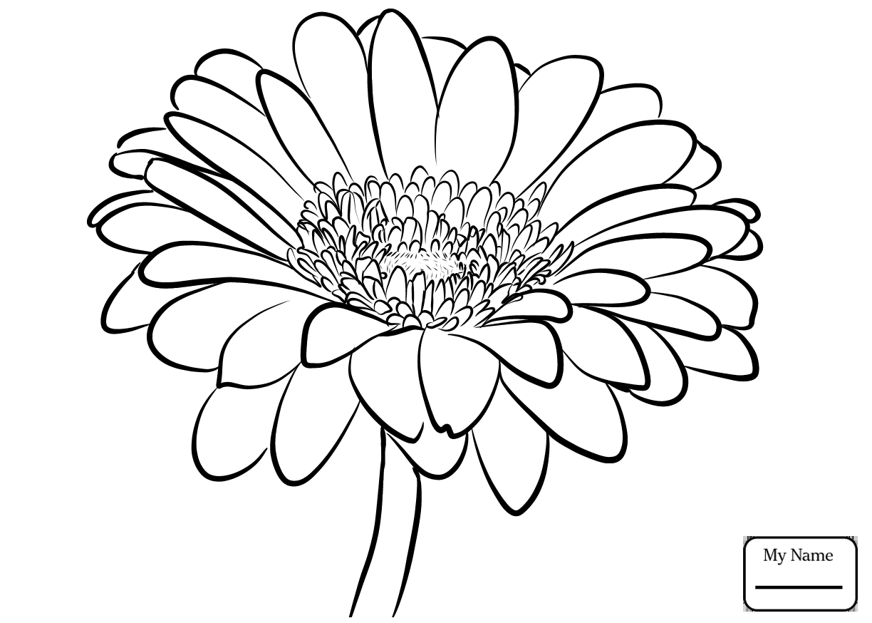 1224x874 Coloring Pages Daisy African Daisy Gerbera Jamesonii Flowers
