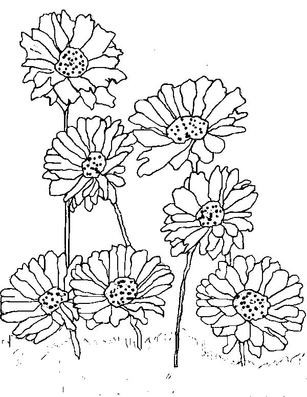 600x776 Daisy Coloring Page Cortefocal.site
