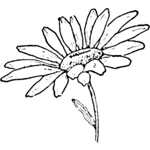 300x300 Daisy Line Drawing Drawing The Daisy How To Draw Daisies
