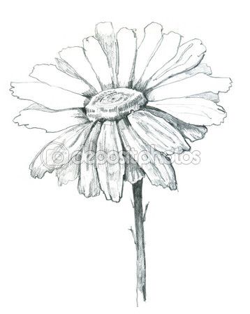 358x449 Drawn Daisy Pencil Drawing