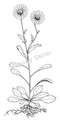 250x500 Oxeye Daisy, Chrysanthemum Leucanthemum Vulgare Nancy Seiler