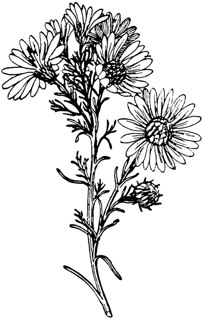 409x640 Wild Aster Clipart Etc