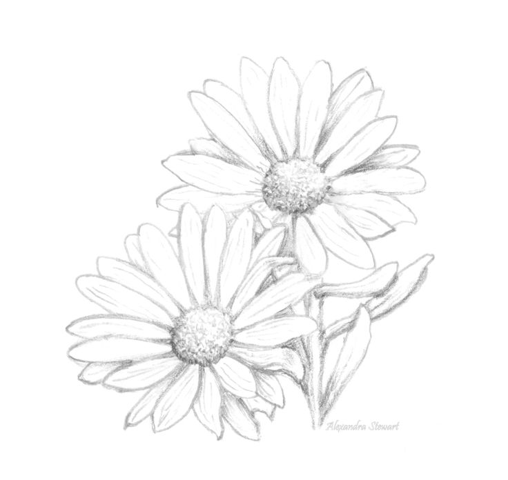 736x696 Daisy Flower