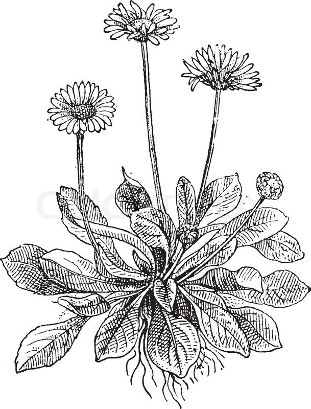 609x800 Common Daisy Or Bellis Perennis, Showing Flowers, Vintage Engraved