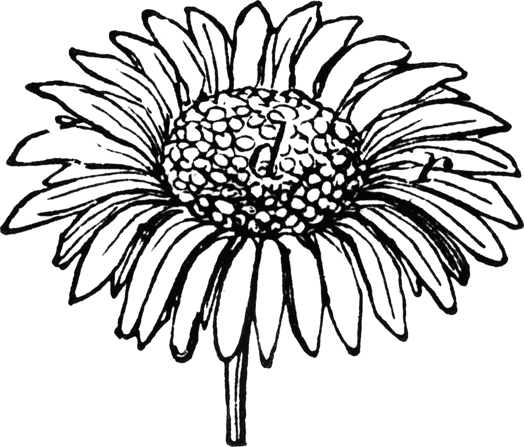 1024x873 Margarita Flower Drawing Daisy Hand Drawn Clipart