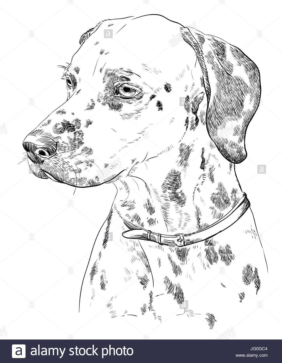 1083x1390 Vector Portrait Of Dalmatian In Black Color Hand Drawing