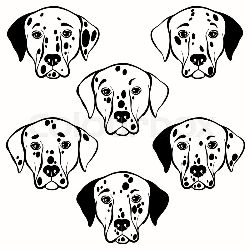 800x800 Vector Set Of Dalmatian's Face. Hand Drawn Vector Illustration