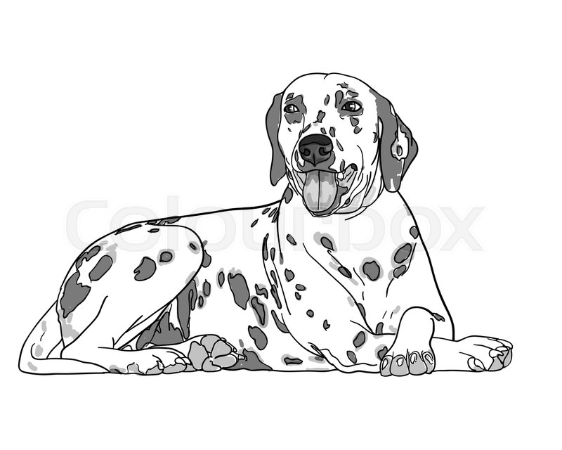 800x640 Drawing Of Cute Dalmatian Dog Isolated On White,vector