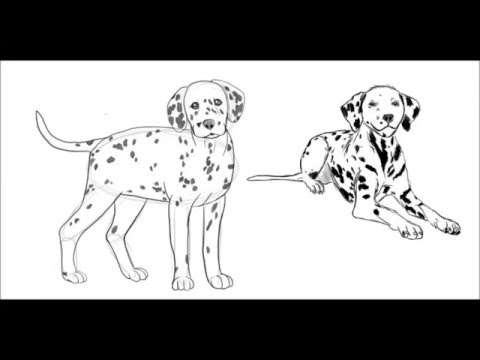 480x360 How To Draw A Dalmatian