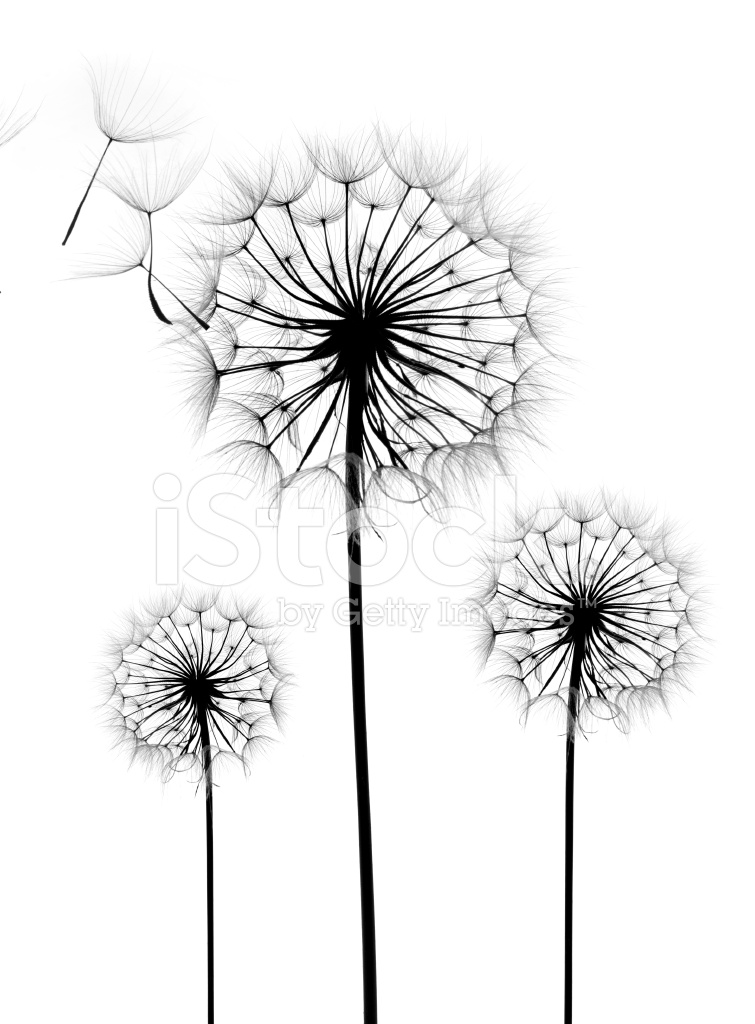 755x1024 Dandelion Flower On A White Background Stock Photos