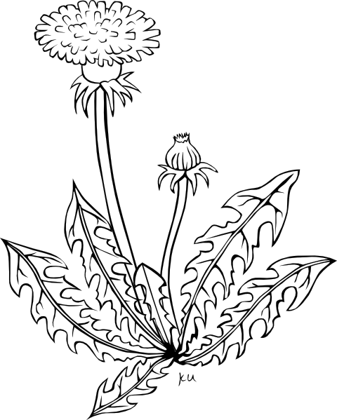 480x599 Dandelion Outline Clip Art