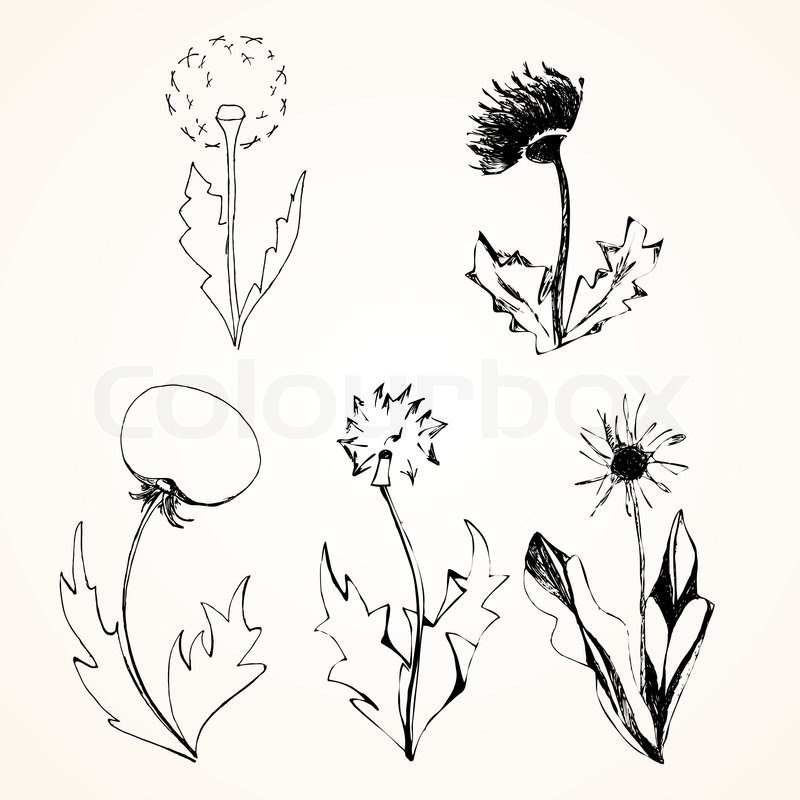 800x800 Set Of Stylized Flowers Dandelions. Vector, Ink, Sketch Stock