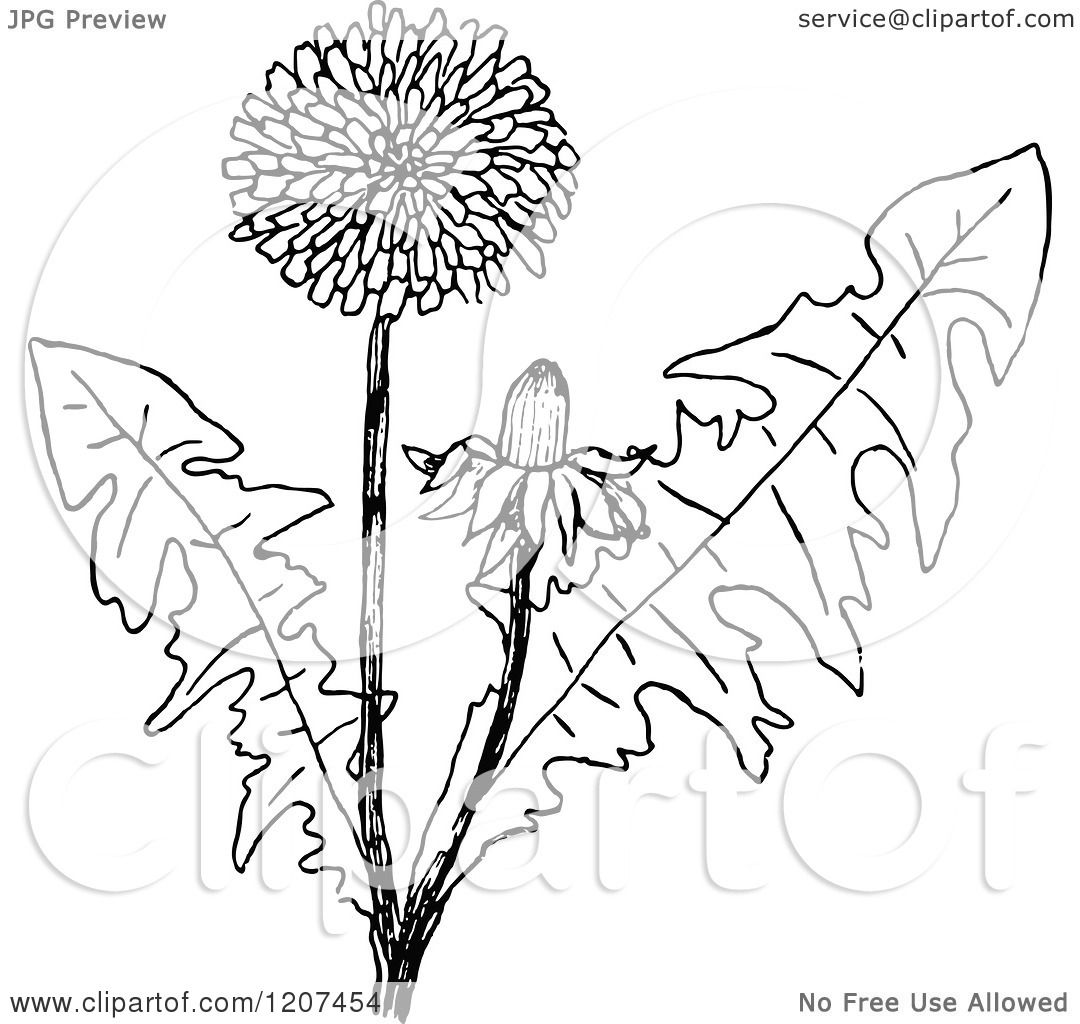 1080x1024 Clipart Of A Vintage Black And White Dandelion Plant