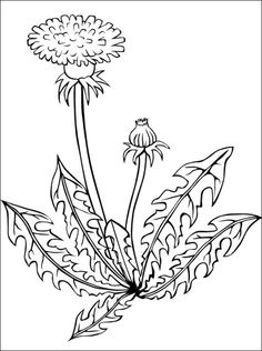 236x316 Dandelion Coloring Page Coloring Pages Art Coloring