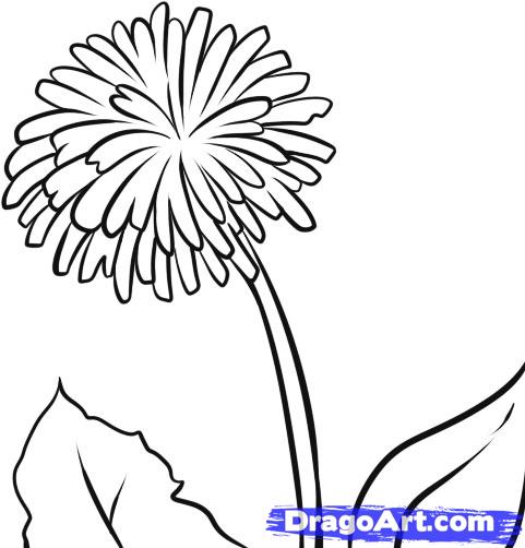 481x502 How To Draw A Dandelion ) Dandelion Dandelions