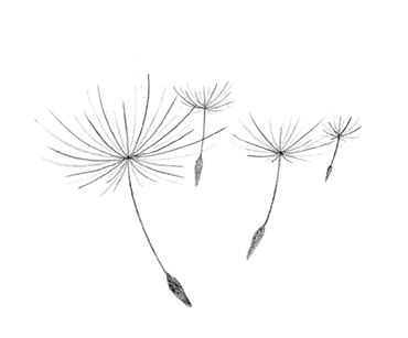 Dandelion Blowing Drawing at GetDrawings | Free download