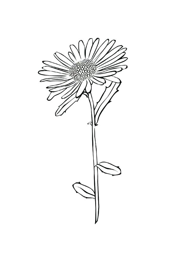 600x862 Dandelion Coloring Page Life Of Dandelions Coloring Page 2 Free