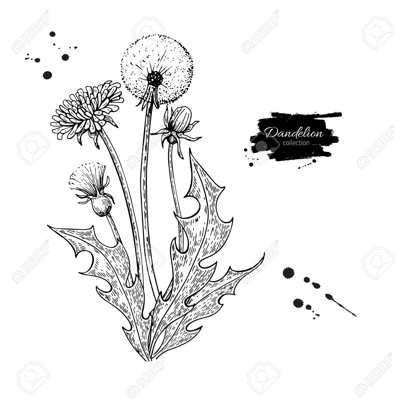 1300x1300 Dandelion Flower Vector Drawing Set. Isolated Wild Plant