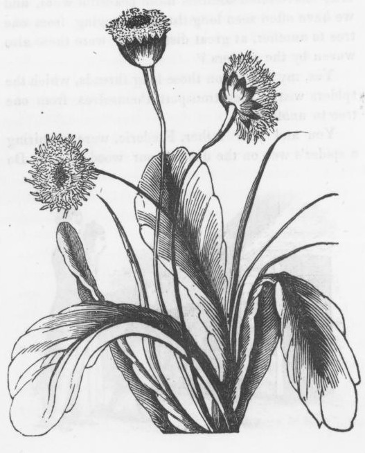 527x654 Dandelion Plant Drawing