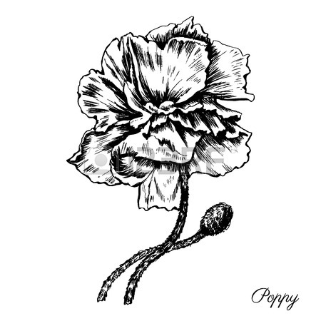450x450 Engraving Poppy Flower Decorative Hand Drawn Sketch Isolated
