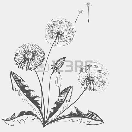 450x450 Hand Drawing Of A Flower