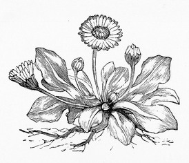 274x236 Pretty Black And White Drawing Of A Dandelion Plant. Design